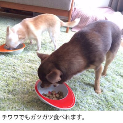 画像5: 【取り寄せ】Naturally Fresh（ナチュラリー・フレッシュ） ターキー＆ラビット 1kg〜9.08kg（2.27kg×4個）　成犬〜シニア