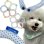 画像1: 【SUO】クールリング 愛犬用 ボタン付き SUO for dogs 28°ICE_COOL RING（スオ 28°アイスクールリング）＜全10色＞ (1)