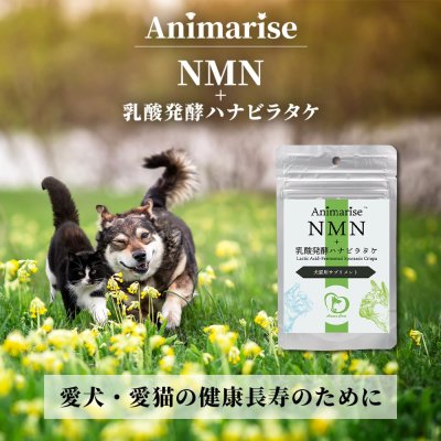 画像1: 【リニューアル品！！】【犬猫の健康寿命を考えたエイジングケアサプリ】Animarise NMN+乳酸発酵ハナビラタケ 