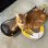 画像3: ＣＡＴ　ＳＴＡＲ　ＷＨＩＴＥ (3)