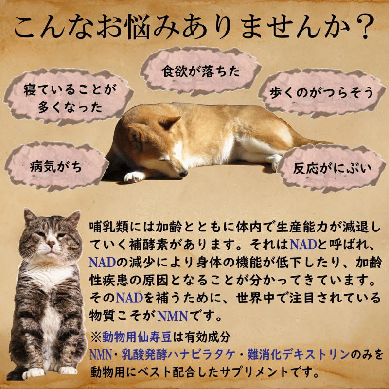 動物用仙寿豆 SENZ 犬猫用NMNサプリメント（日本産） のご紹介｜ボッシュ ドッグフード正規販売店（ナチュラルペットフードの専門店）