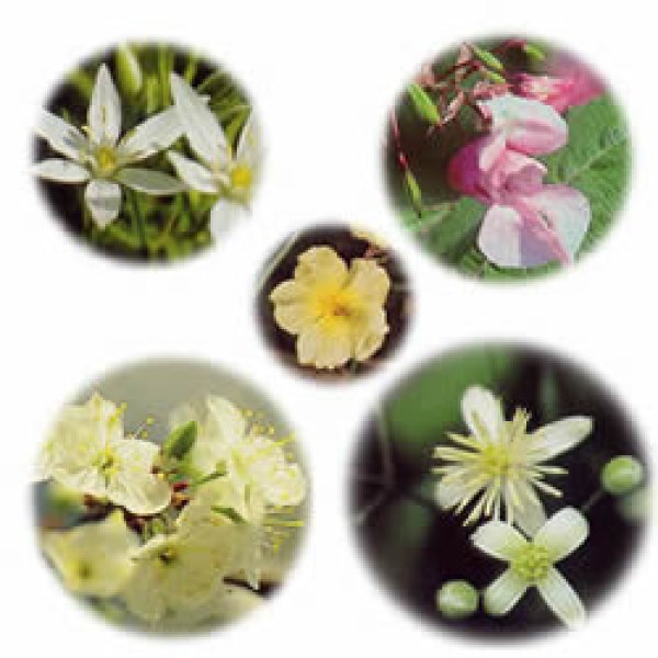 画像1: Bach Flower Remedies　レスキューレメディ　10ml (1)