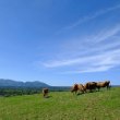 画像6: 【岡山県の食材】　限定販売　ドットわんの逸品　蒜山ジャージー仔牛ほろほろ煮　60g（煮汁含む） (6)