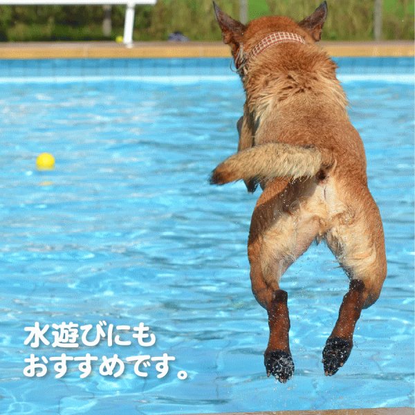 画像5: 【期間限定！バル20周年！プーちゃん20歳！感謝セール！】ファンボール (5)